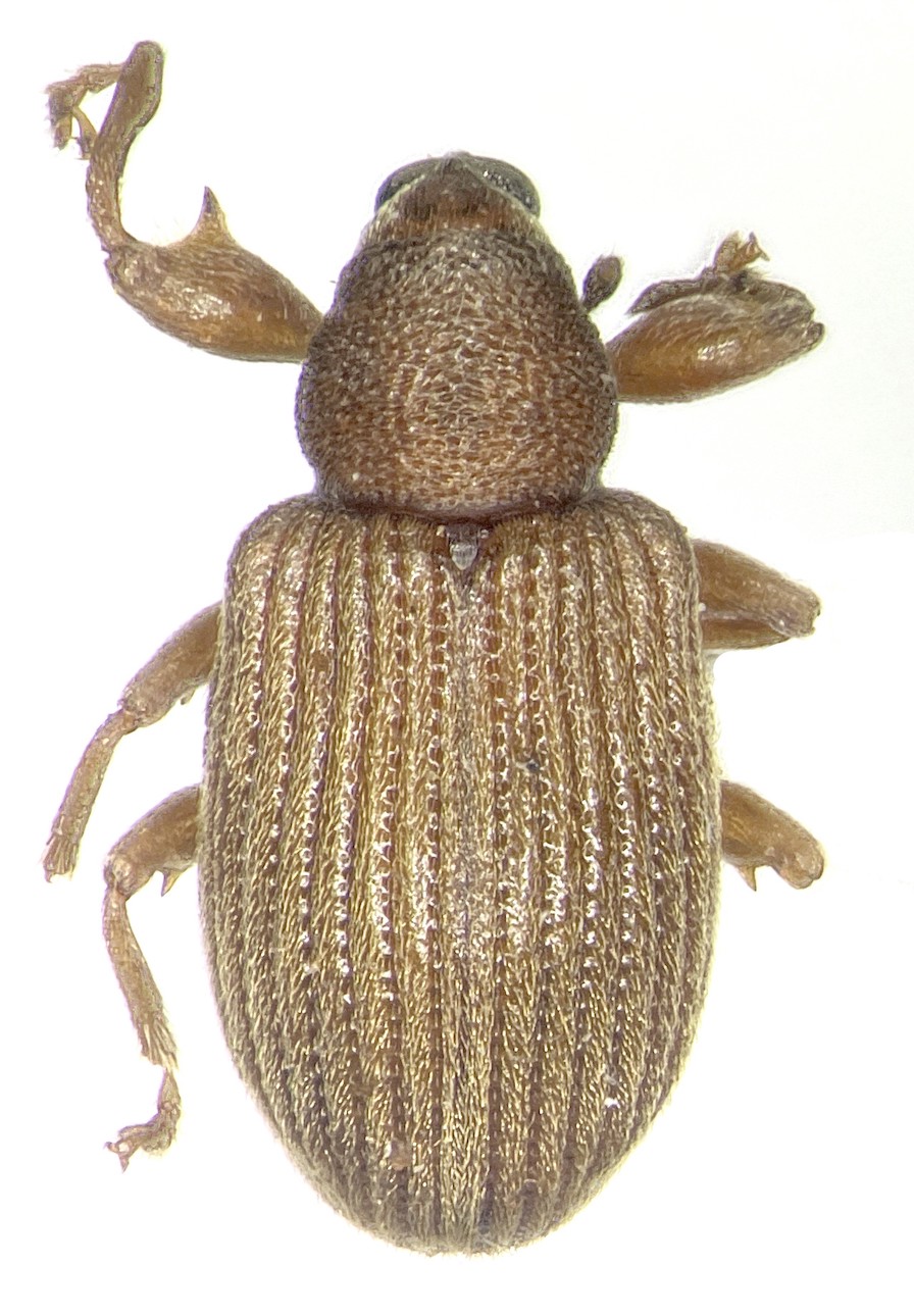 Tribe Tychiini :: Gallery-of-weevil-images
